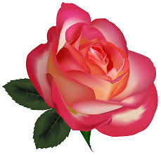 pink roses flowers png transpa