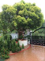 Mango Tree Home Garden Design Indian