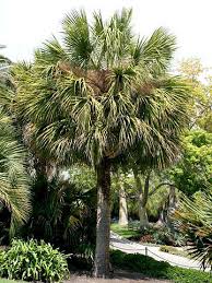 How To Plant And Grow A Palm Tree