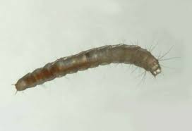 flea larvae quick facts