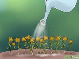 Flowers grow 10 to 16 inches in height, and have a beautiful fluted. How To Grow Flowers From Seed With Pictures Wikihow
