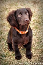 The boykin spaniel is the state dog of south carolina. Boykin Spaniel Lab Mix Puppies For Sale Off 60 Www Usushimd Com