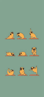 funny pug doing yoga iphone wallpapers