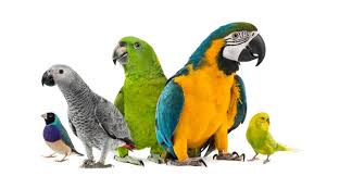 parrots images
