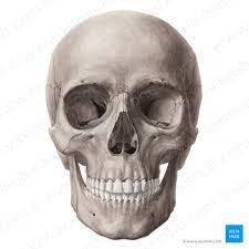 skull anatomy structure bones