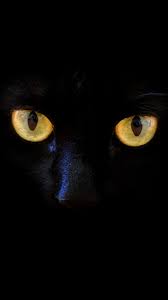 Black Cat S Eyes Hd Wallpaper 480x854