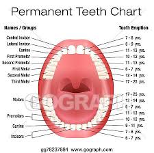 Clip Art Vector Teeth Names Permanent Adult Dentiti Stock