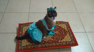 cute video jasmine cat goes on a