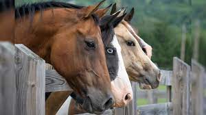 Horses: Domestic, feral and wild