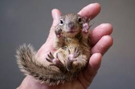 Squirrels have long, sharp nails that serve them well when climbing trees, grasping food or digging. Squirrels As Pets A Really Bad Idea Vetzinsight Vin