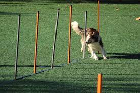 agility training when hounds fly dog