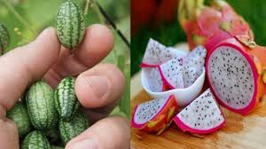 Not eating the daily recommended amount of fruits and vegetables puts you at risk for all kinds of health issues. 27 Unusual Weird Exotic Fruit And Vegetables You Can Buy