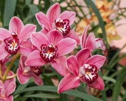 Imagen de Cymbidium orchid