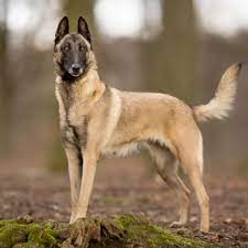 Over the last century, the mals have. Belgian Malinois Grooming Bathing And Care Espree