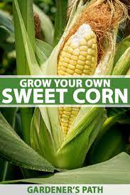 how to grow sweet corn at home