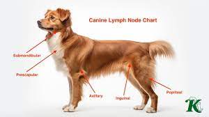 causes of swollen lymph nodes in dogs