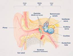Ear Diagram Skin Get Rid Of Wiring Diagram Problem