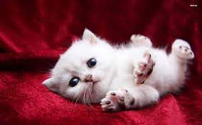 pure white cute cat picture