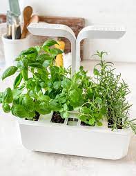 best indoor garden system tara teaspoon