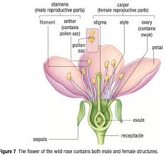 The great plant escape is an elemertary plant science program for 4th and 5th grade students. 22 Female Structure Of A Flowering Plant That Had Gone Way Too Far Female Structure Of A Flowering Plant Flower Reproduction Parts Of A Flower Plant Lessons