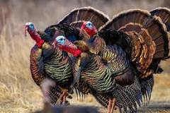 can-you-turkey-hunt-in-the-evening