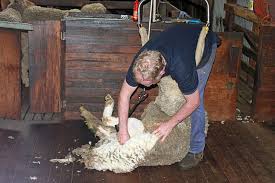 shearing after winter