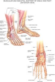 Foot Anatomy Muscular And Skeletal Anatomy Of Ankle And