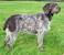 Image of Are German Wirehaired Pointer hypoallergenic?