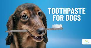 toothpaste for dogs diy natural