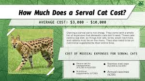 serval cat s in 2023 purchase