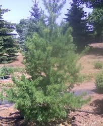 tamarack pine tree farm nursery
