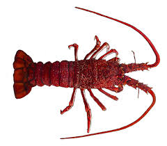 Southern Rock Lobster Pirsa