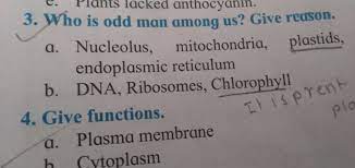 functions of plasma membrane brainly in