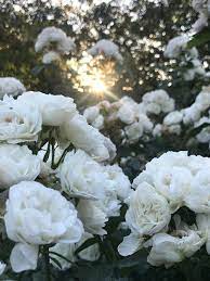 Premium Photo White Roses In A Garden