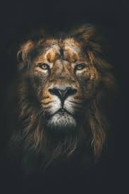 lion wallpapers for mobile