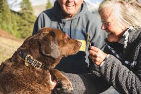 spend quality time with senior dogs
