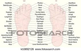 Foot Reflexology Zone Massage Areas Names Clip Art