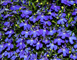 Blue Palette Garden In South Africa