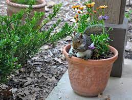 keep squirrels out of flower pots