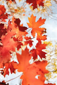 autumn wallpaper maple leaves