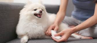 managing dog warts nylabone