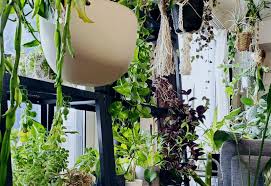 indoor vining and climbing plants