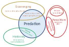 Predation Wikipedia