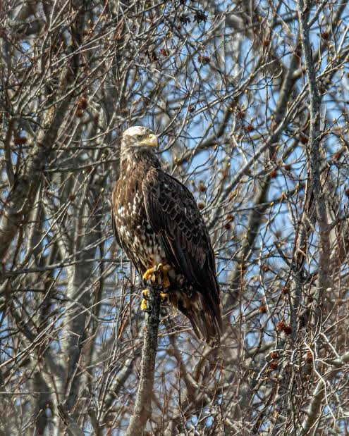 Immature bald eagle | Mike Powell