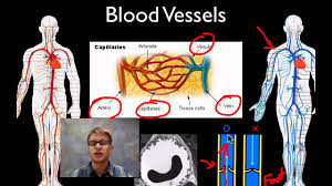 Arteries, veins, and capillaries blood vessels flow blood throughout the body. The Cardiovascular System Heart And Blood Medical Terminology For Cancer