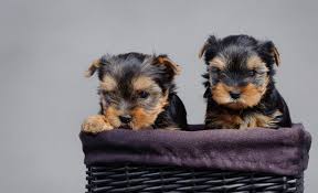 I need the freedom to spend alot of time with newborn care, and cooking for and feeding the yorkie moms while they are nursing babies, and socializing our growing puppies. When Can Yorkies Leave Their Mothers Yorkiepage Com