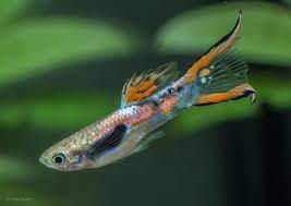 But endler's are smaller, have a different assortment of colors, and do not grow huge tails like some male guppies. Endler Guppies Poecilia Wingei Tetra Advanced Fishkeeper Blog