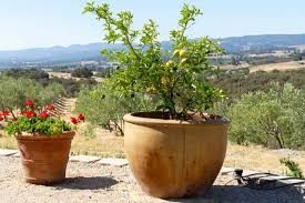growing fruit trees in containers