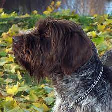 wirehaired pointing griffon canada s