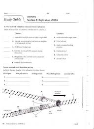 Because half of it is original and half of it is new. 30 Skills Worksheet Dna Structure Template Library